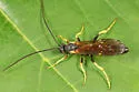 Notopygus virginiensis