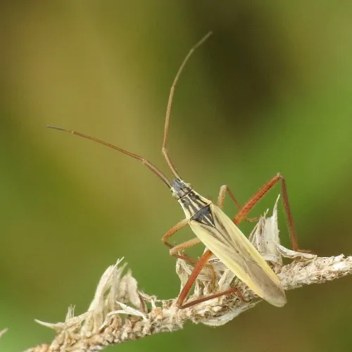 Notostira elongata - photo 2