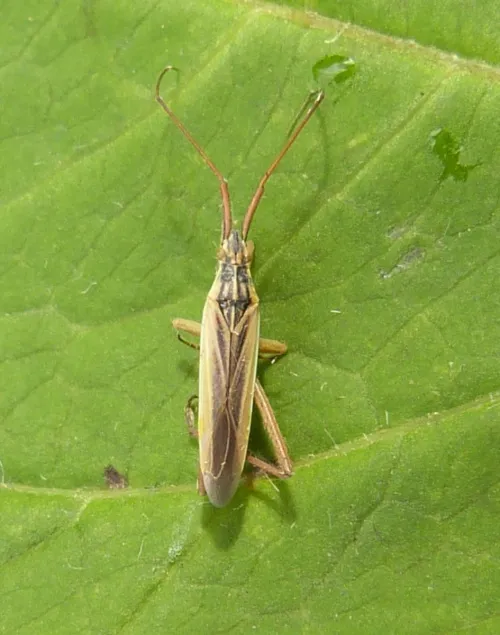 Notostira elongata - photo 3