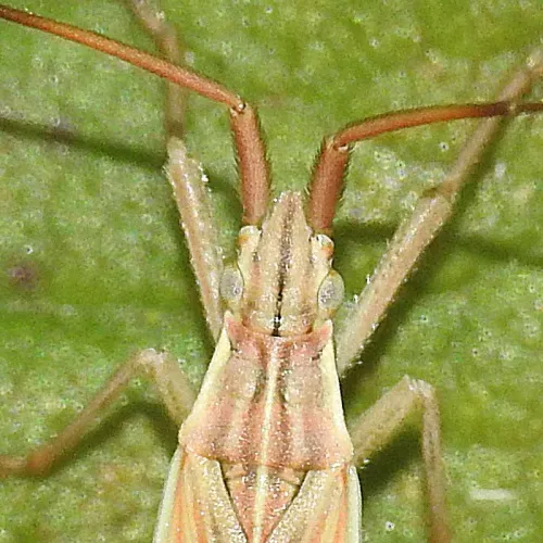 Notostira elongata - photo 4