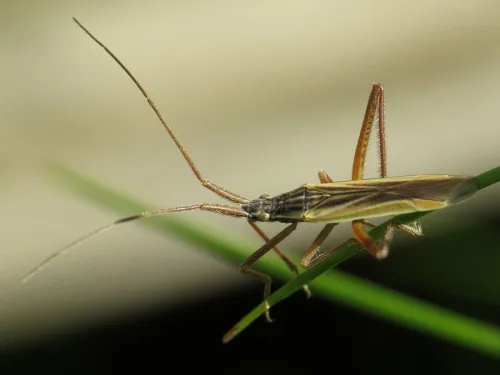 Notostira elongata - photo 5
