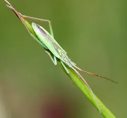 Notostira elongata - photo 6