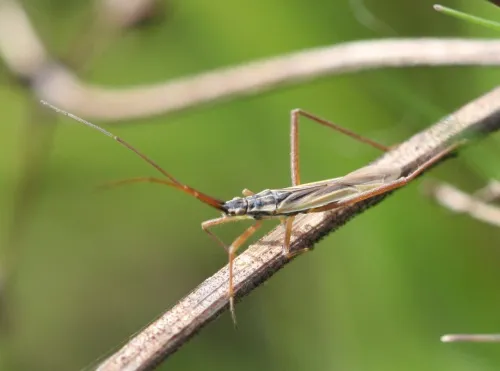 Notostira elongata - photo 7