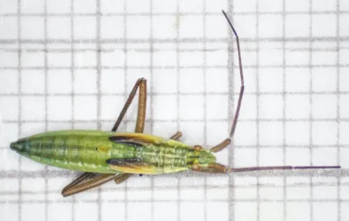 Notostira elongata - photo 8