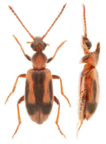 Grappling Antlike Flower Beetle