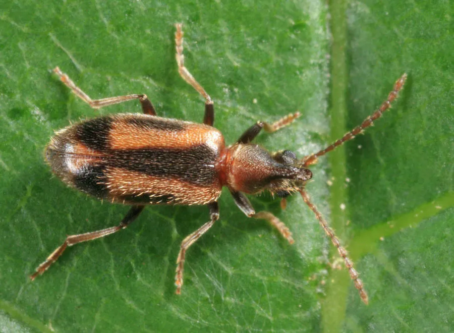 Grappling Antlike Flower Beetle - photo 2