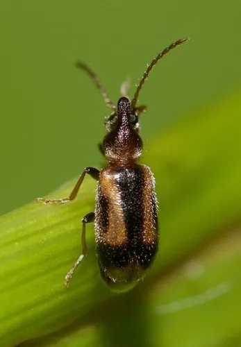 Grappling Antlike Flower Beetle - photo 3