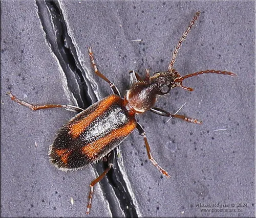 Grappling Antlike Flower Beetle - photo 4