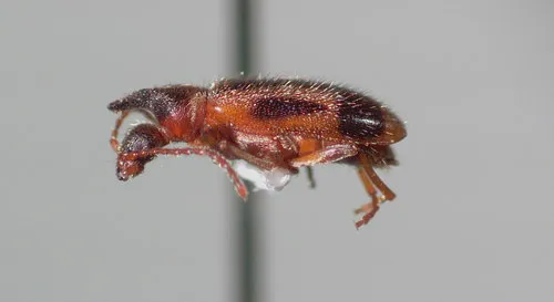 Grappling Antlike Flower Beetle - photo 5