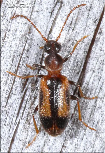 Grappling Antlike Flower Beetle - photo 6