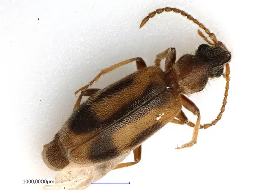 Grappling Antlike Flower Beetle - photo 8