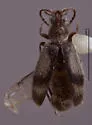 Notoxus apicalis