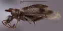 Notoxus apicalis - photo 2