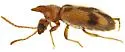 Notoxus apicalis - photo 3