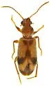 Notoxus apicalis - photo 4