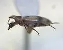 Notoxus apicalis - photo 5