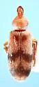 Notoxus arizonensis