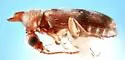 Notoxus arizonensis - photo 2