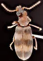 Notoxus balteatus - photo 2