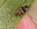 Notoxus balteatus - photo 3