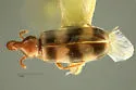 Notoxus balteatus - photo 4