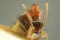 Notoxus balteatus - photo 5
