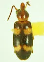 Notoxus bifasciatus