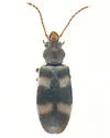 Notoxus bifasciatus - photo 2