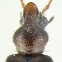 Notoxus bifasciatus - photo 3