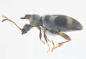 Notoxus bifasciatus - photo 4