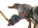 Notoxus bifasciatus - photo 5