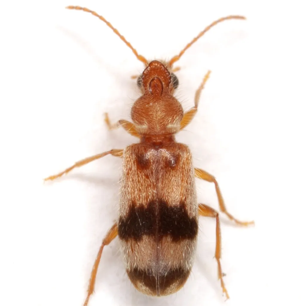 Notoxus calcaratus - photo 2
