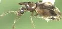 Notoxus conformis