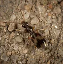 Notoxus conformis - photo 2