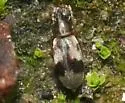 Notoxus conformis - photo 3