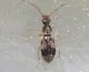 Notoxus conformis - photo 4