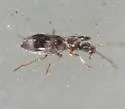 Notoxus conformis - photo 5