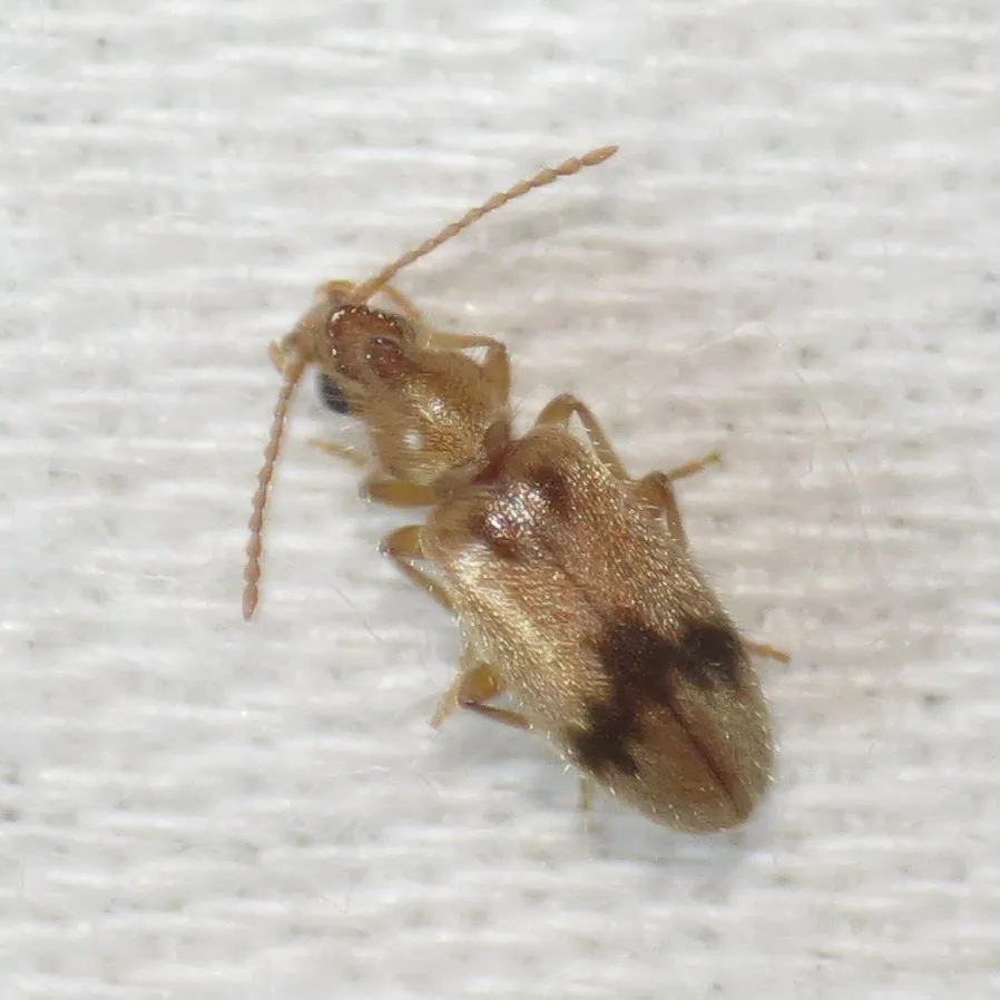 Notoxus desertus
