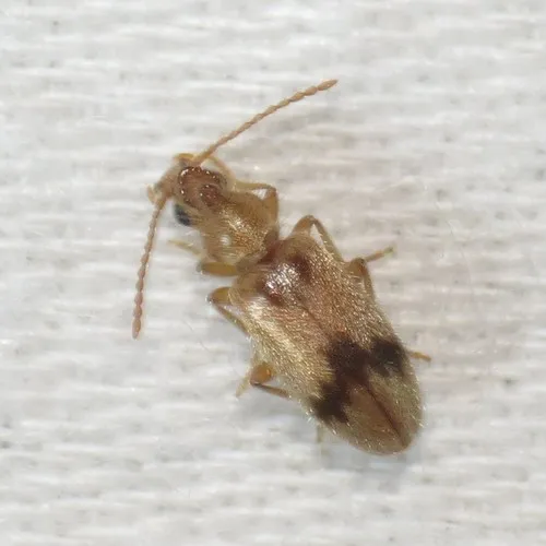 Notoxus desertus - photo 2