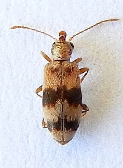 Notoxus gelidus - photo 2