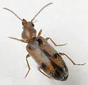Notoxus haustrus - photo 2