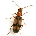 Notoxus haustrus - photo 3
