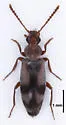 Notoxus haustrus - photo 4