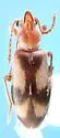 Notoxus haustrus - photo 5