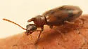 Notoxus lustrellus