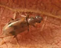 Notoxus lustrellus - photo 2