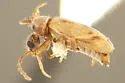 Notoxus lustrellus - photo 3