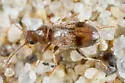 Notoxus lustrellus - photo 4