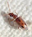 Notoxus lustrellus - photo 5