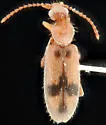 Notoxus marginatus - photo 2